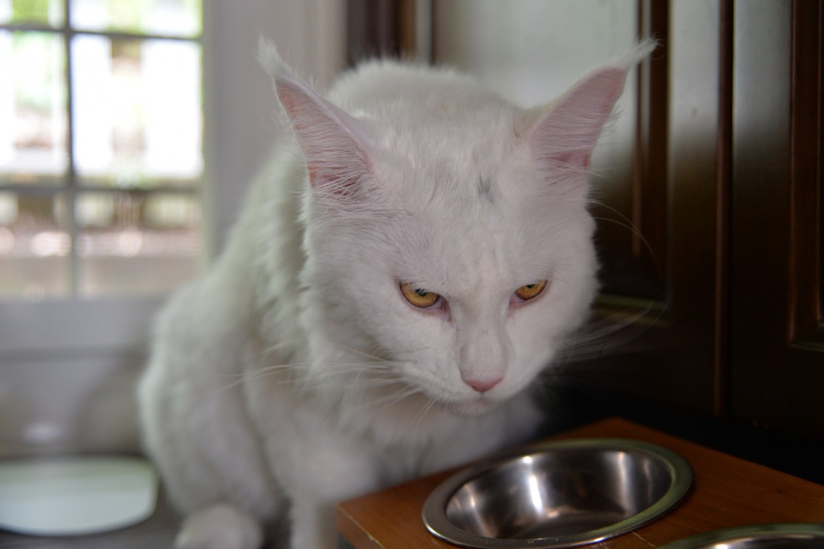 猫のご飯はドライ派？ウェット派？手作り派？良い所悪い所