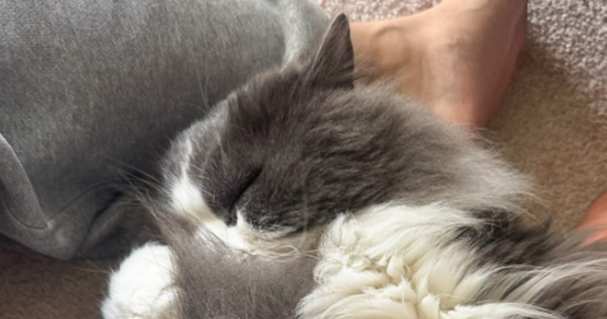 ぐっすりと眠っている猫→よく見ると、自分のしっぽを……とんでもなく『尊い仕草』に8万いいね「涙が出そうになった」「可愛すぎる」