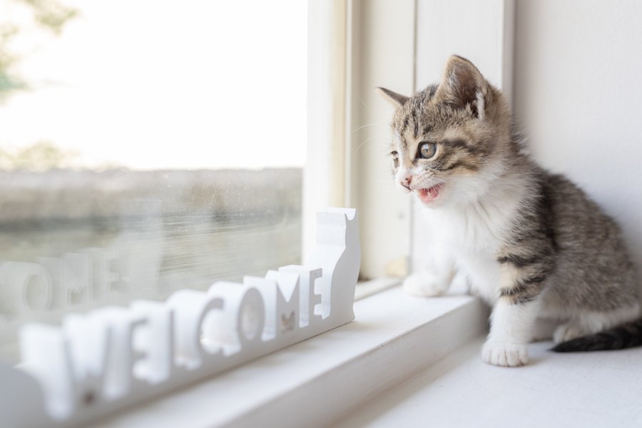 猫の飼い方を解説！かかる費用やしつけの方法まで