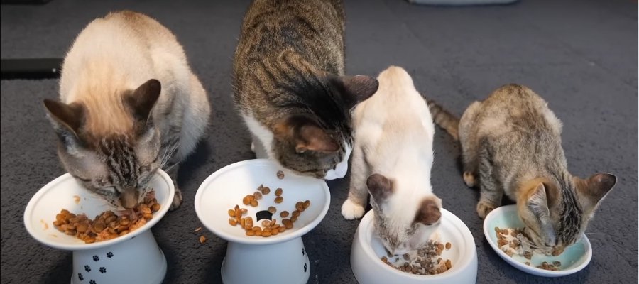 延長？！子猫ちゃんの預かりボランティア最終日