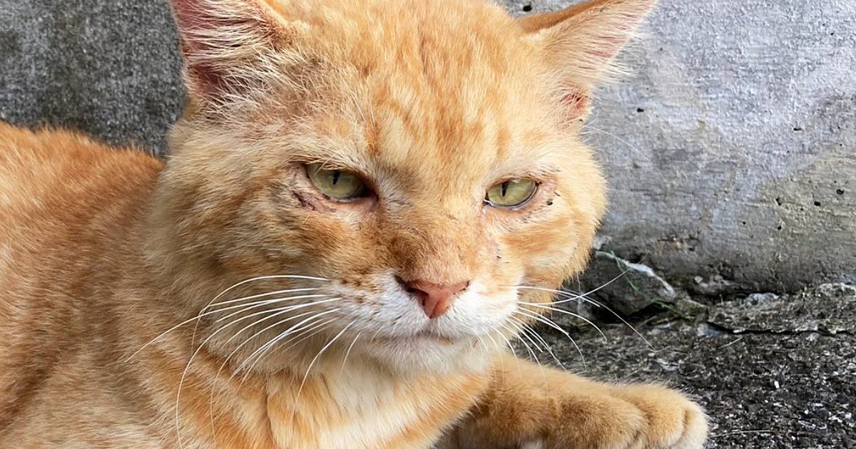 行方不明から半年、ボロボロで帰ってきたボス猫→連れて帰った結果…激変した『現在の様子』に「良すぎる」「幸せなんだね」と3万いいね