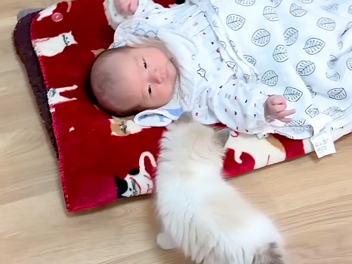 ドブに捨てられ弱っていた子猫→里親が決まり、なかなか会えなくなると思ったら…まさかの『素敵な展開』が29万再生「一番いい飼い主さん」