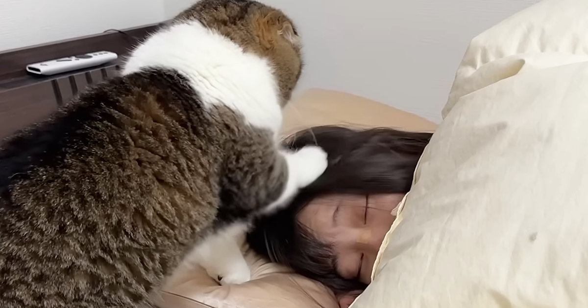 深夜2時、眠っているママのもとへ向かった猫→どうしても甘えたくて…『猛アピール』の様子が31万再生「赤ちゃんみたいｗ」「勢いが凄いｗ」