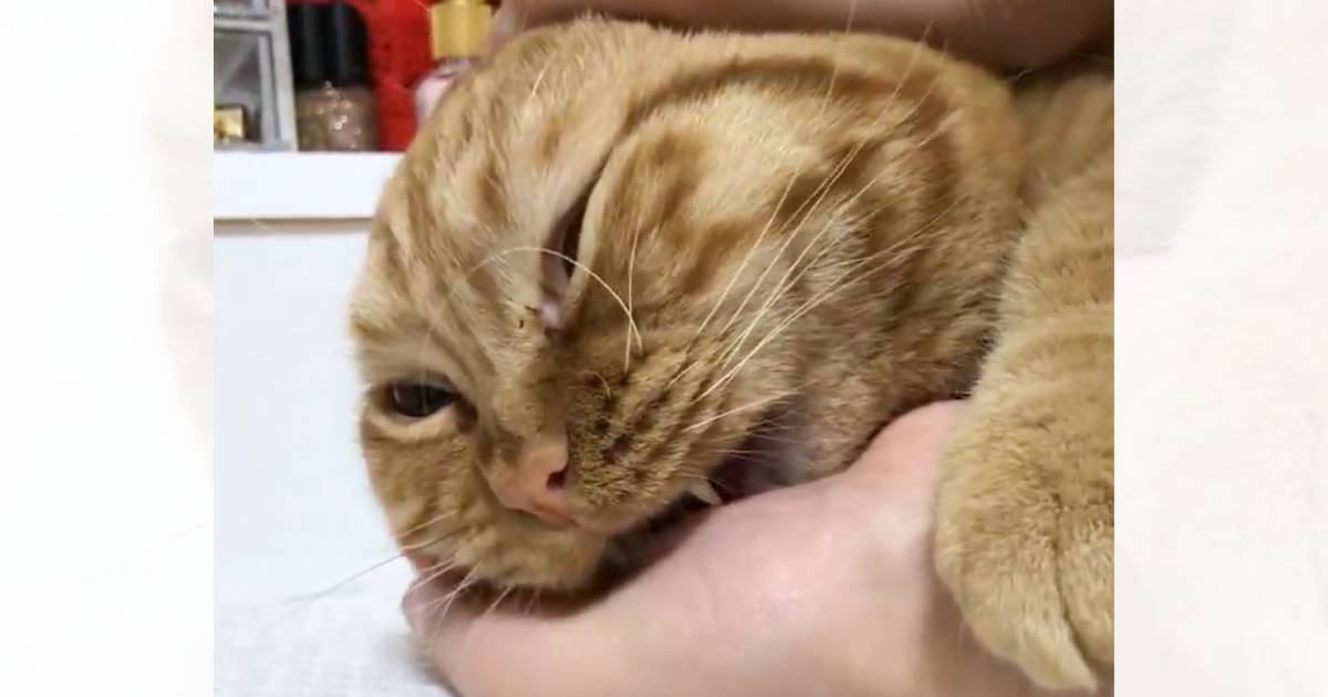 『ン"ミャアアア』甘えてきた猫を飼い主さんが撫でたら…まさかの『鳴き声』が551万表示「予想外すぎて可愛い」「天使がいる」と話題に