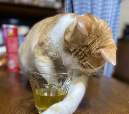 猫が物をわざと落とす理由４つ