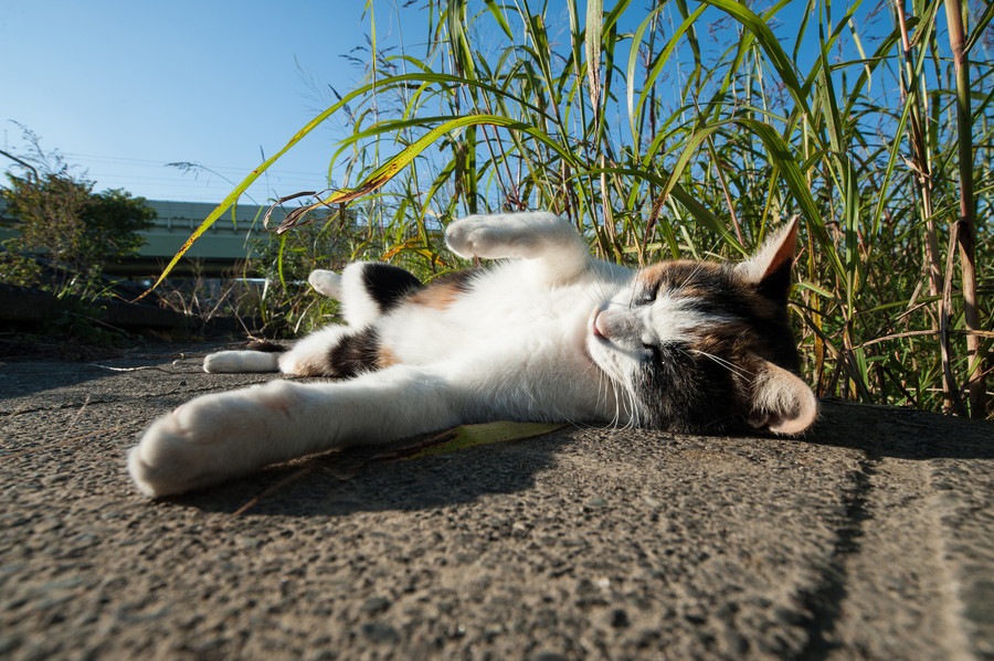 三毛猫の価格についてと幸運のエピソード