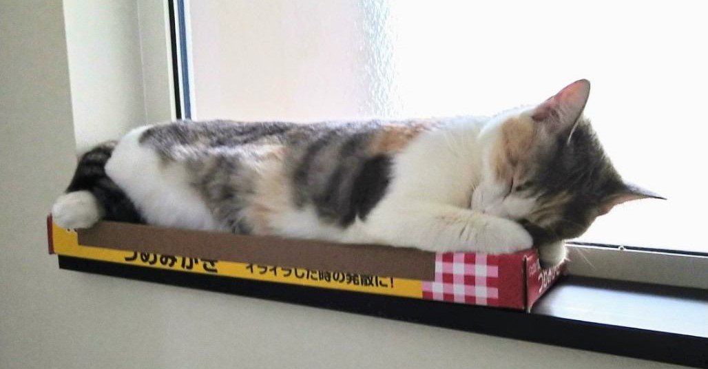 猫の飼い主が『買って良かった』と感じるアイテム5選