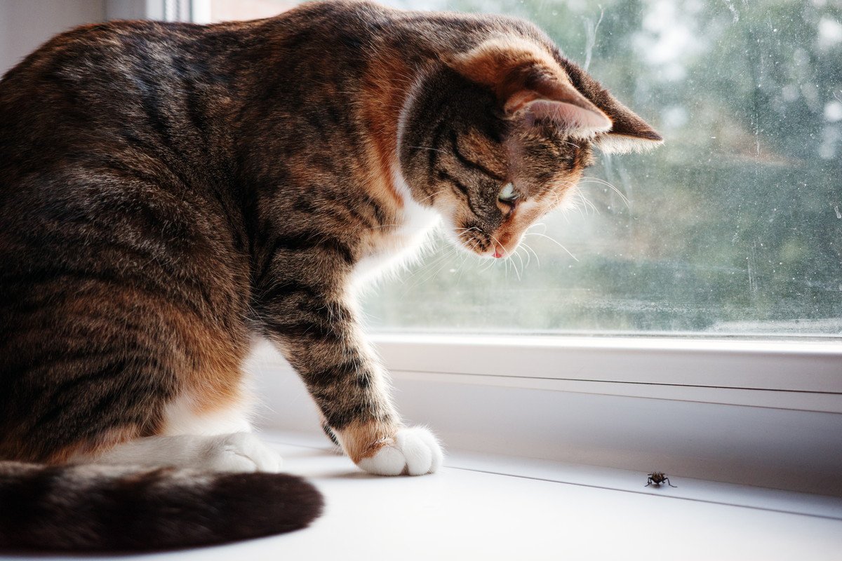 猫が誤って食べると『危ない虫』3選　どんなリスクがあるの？トラブルを防ぐ対策方法まで