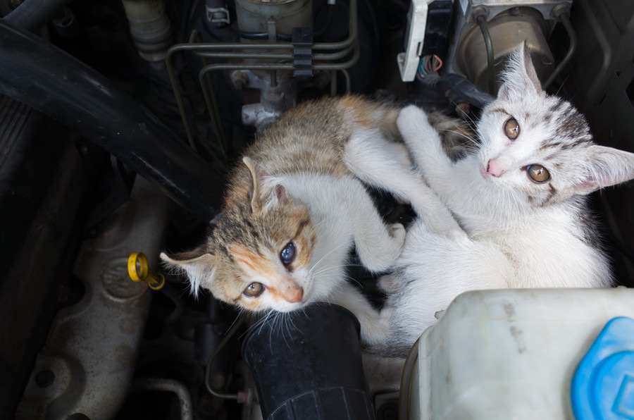 猫バンバンとは？猫の命を守るための方法とその効果