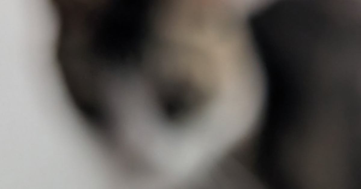 『ボニャールだぁ〜！』と思って慌てて撮影した猫の飼い主さん→写っていたのは…『思わぬ光景』に爆笑「ボヤール」「プライバシー保護」
