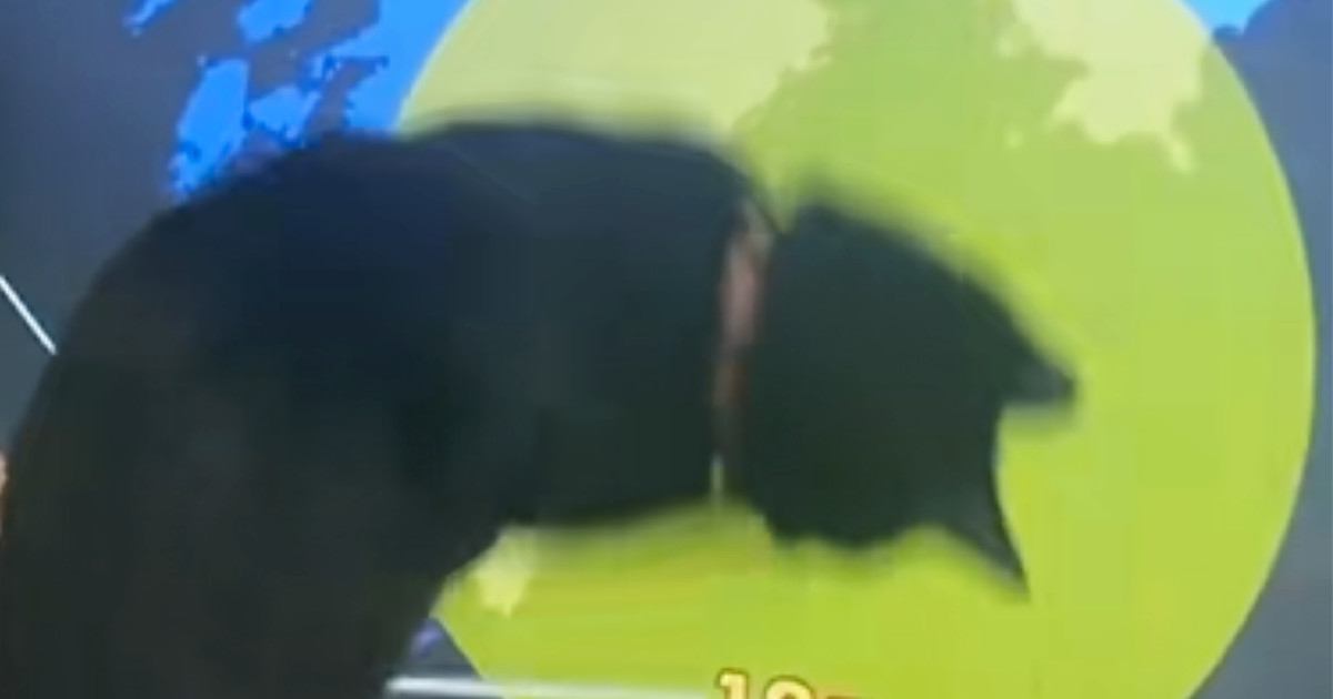 天気予報を見ていると、猫が『夢中』になって…思わず笑ってしまう『可愛すぎる瞬間』が72万再生「勢いがすごいｗ」「棒好きだよねｗ」