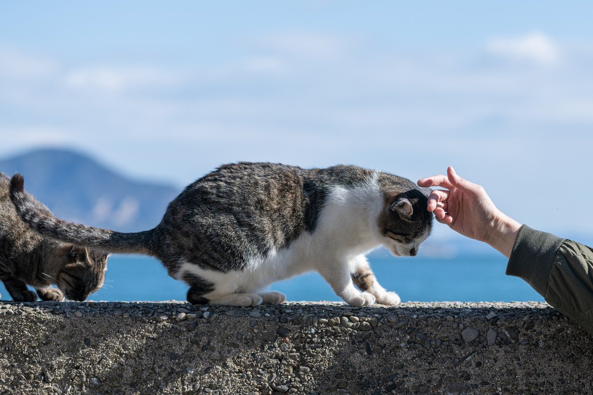 猫好きなら一度は訪れたい『猫の聖地』3選　全国各地のおすすめスポットをご紹介