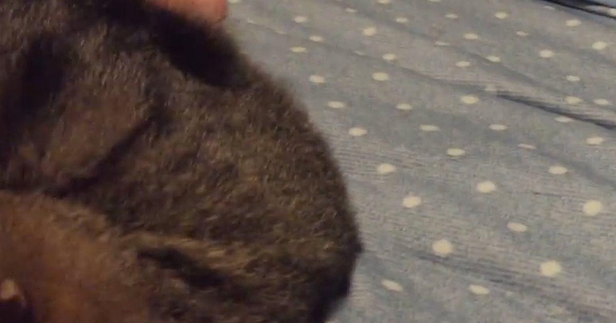寝室でまったりしていると、猫が横で寝始めて…たまらなく可愛い瞬間に「ときめいちゃうｗ」「至福の時間だね」と笑顔になる人が続出