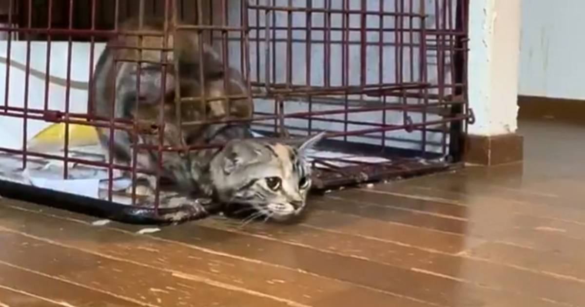 『狭いケージの隙間から出ようとする猫』を撮っていると…想像を超える『驚きの瞬間』が21万いいね「本当にすごい」「まさに溶けてる」の声