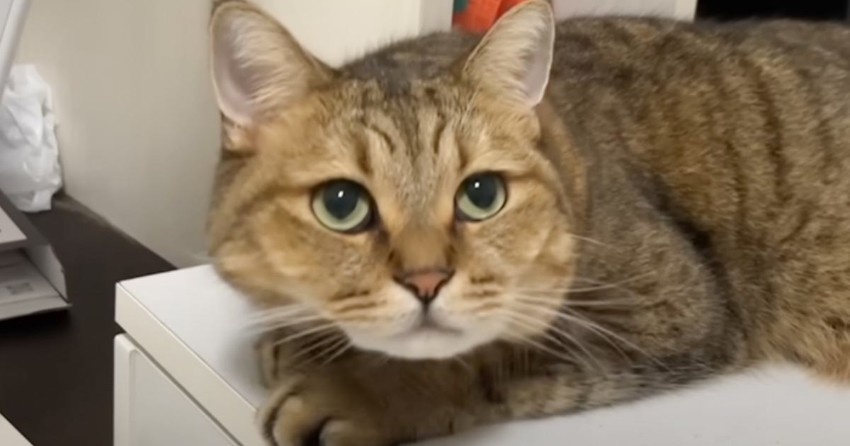 涼しい場所でくつろいでいた猫→顔をあげると…次々と変化していく『顔の形』に笑っちゃう人が続出「つぶれても可愛いｗ」「たまらんｗ」