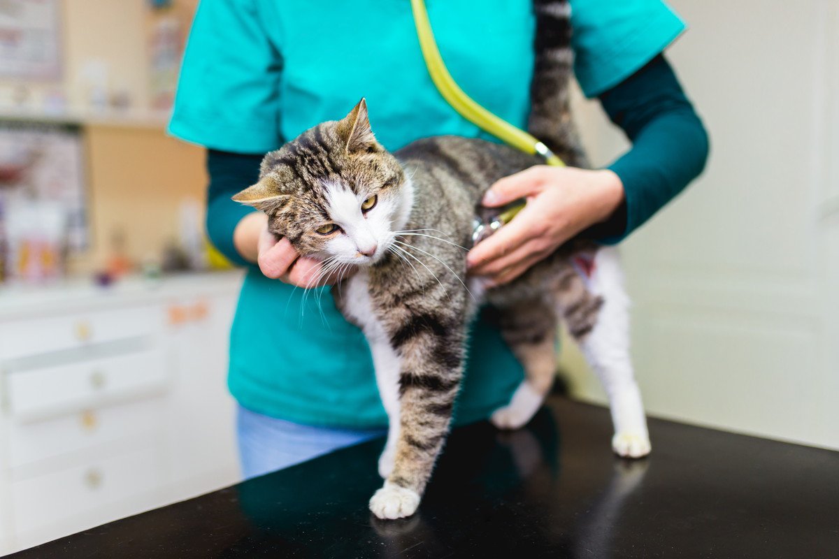 増え続ける飼育数に対応した『猫の医療』の充実を　最新版「世界の猫レポート」まとまる