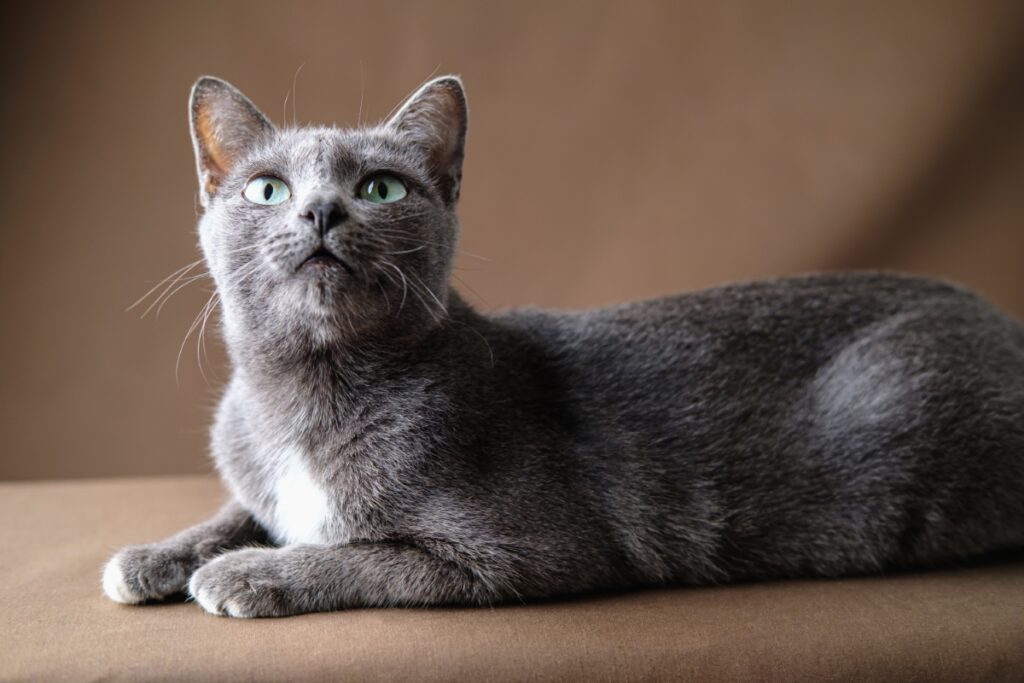 【獣医師監修】コラットは飼いやすい？猫種の性格や飼う前の注意点・価格相場まで徹底解説