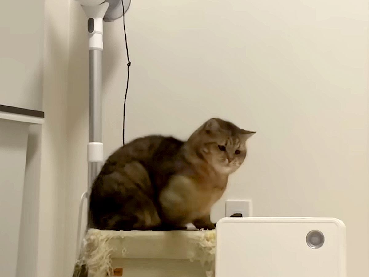 足用のマッサージ機を怖がる猫→目の前にあったヒーターに…『まさかの行動』が話題「途中コネコネしててｗｗｗ」「八つ当たりで吹いた」と爆笑