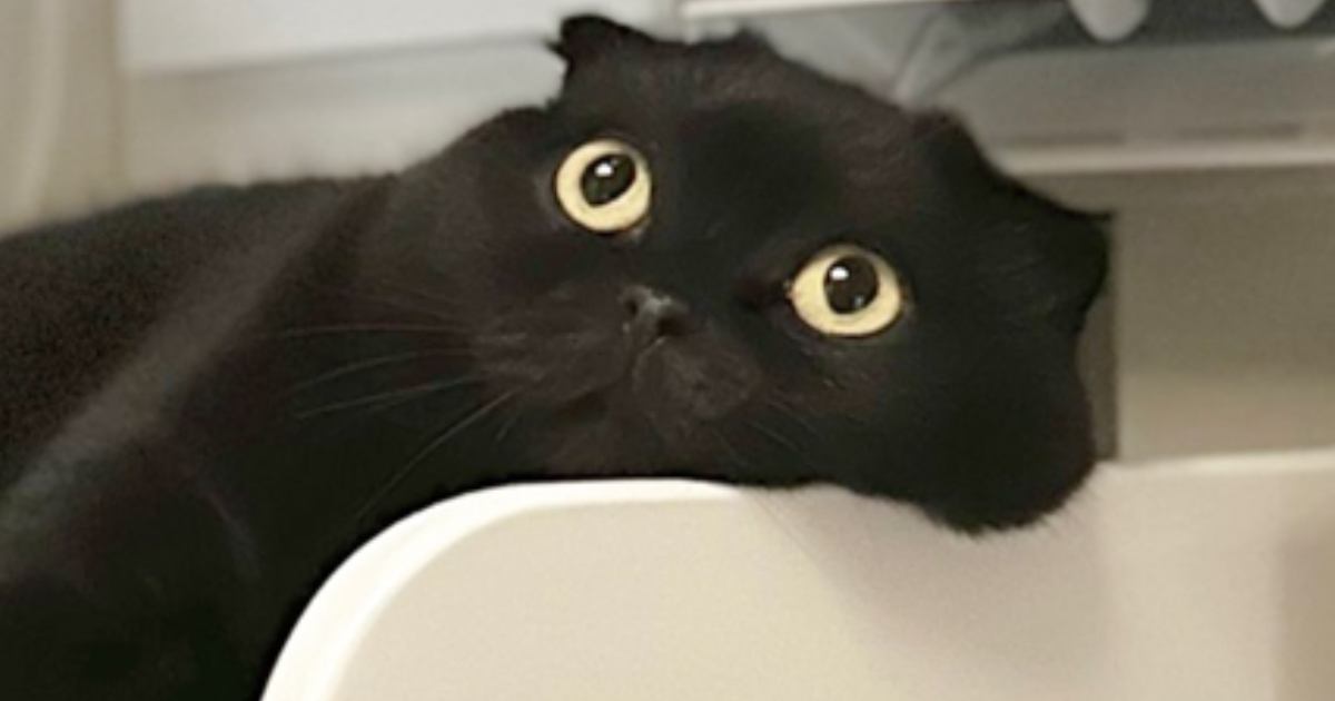 夏の暑い日に『猫が向かった先』とは……まさかの『特等席』で涼んでいる光景に16万いいね「とっても羨ましいｗ」「溶けてて爆笑した」