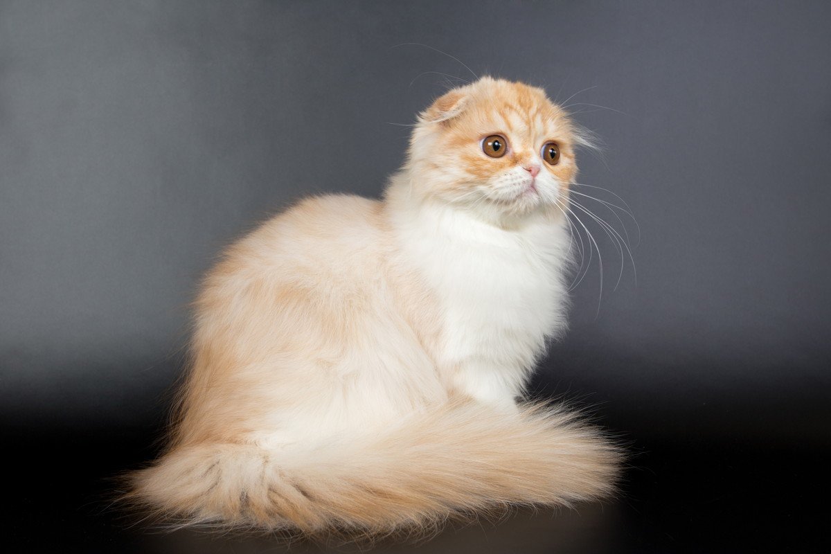 『長毛と短毛』どちらも存在する猫種3選　まるで違う種類のよう？それぞれの魅力や特徴もご紹介