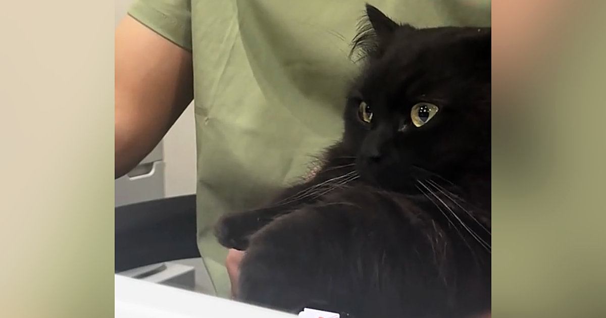 仕事をしていると、猫が膝の上に乗ってきて…たまらなく可愛い『かまってアピール』に3万いいね「見上げてくるの天才」「赤ちゃんみたい」