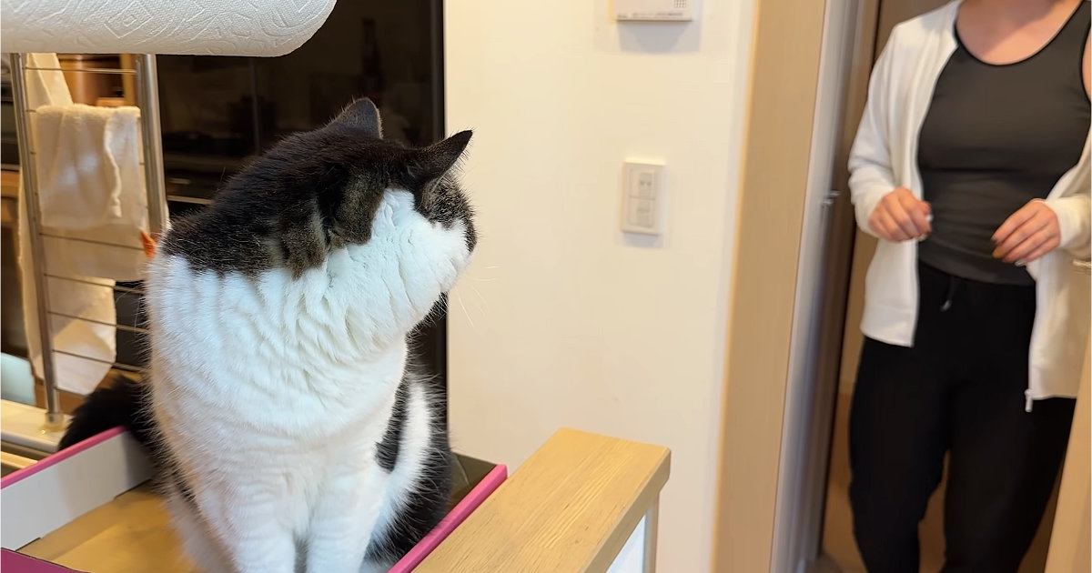 大好きな妹に『苦手な薬を塗られた猫』→2週間ぶりに再会すると…分かりやすすぎる反応に「記憶力が凄すぎる」「おもろいｗ」と12万再生