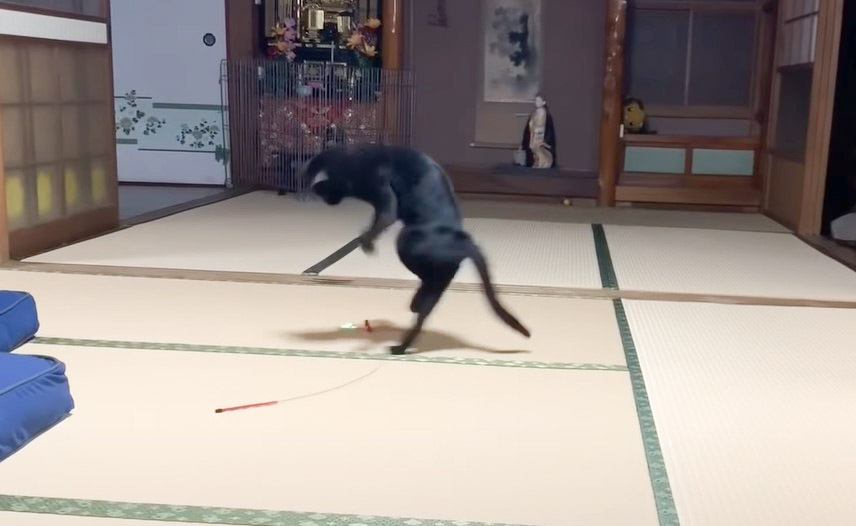 『遊び方がどうしてもカンフーになる猫』酔拳を発動する姿に絶賛の声続々「受賞ものだね」「超カッコいい」と50万再生を突破