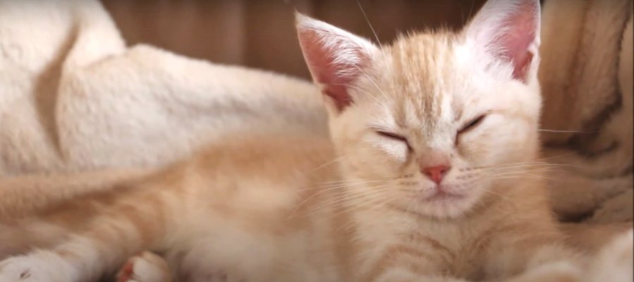 「まだ眠いにゃ…」睡魔と戦う猫ちゃんが激カワ♡