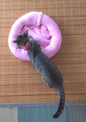 簡単！フリース１枚で猫ベッドを手作りしてみよう！