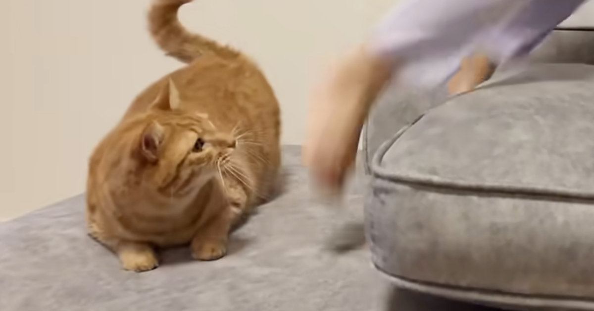 ソファの上で女の子がジャンプしたら、『近くで見ていた猫』が…可愛すぎる展開が28万再生「本当に仲良しだね」「変な遊びおもしろいｗ」