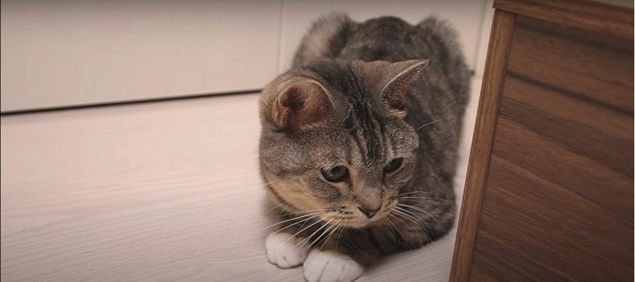 無駄な争いは極力避ける妹猫ちゃん