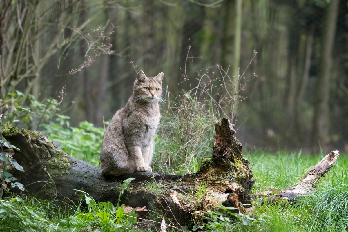 猫の『頭の良さ』に感心させられる瞬間3つ　想像以上に考えて生きている？賢い行動が取れる理由もご紹介