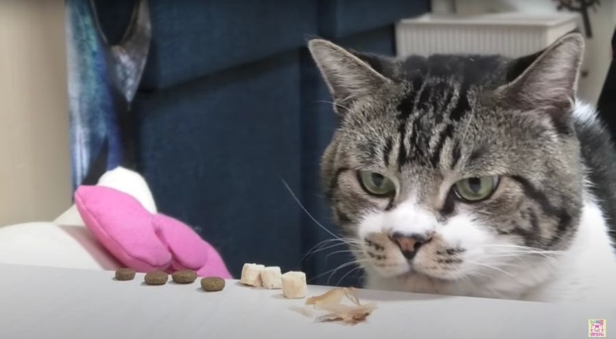 あれれ？おやつで猫ちゃんを釣ってみたら…