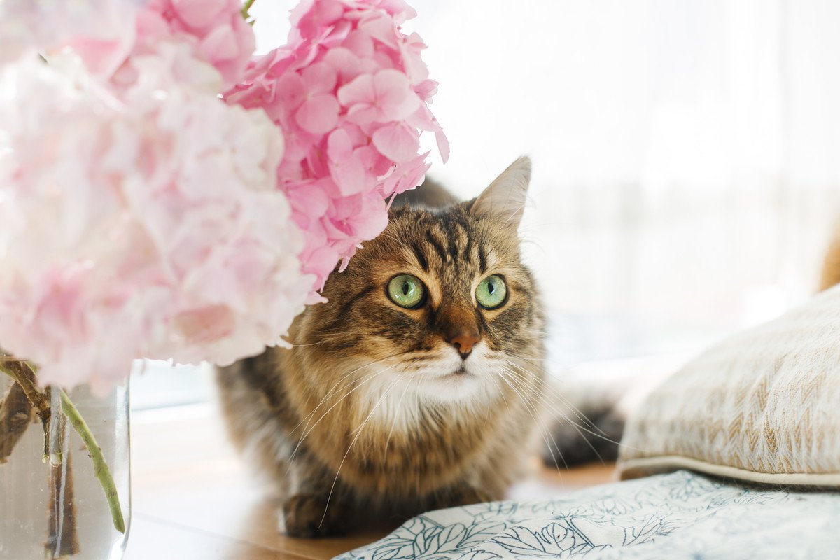 今が見頃の『紫陽花』は猫には危険！近づけないほうがいい理由や誤飲した場合の症状を解説