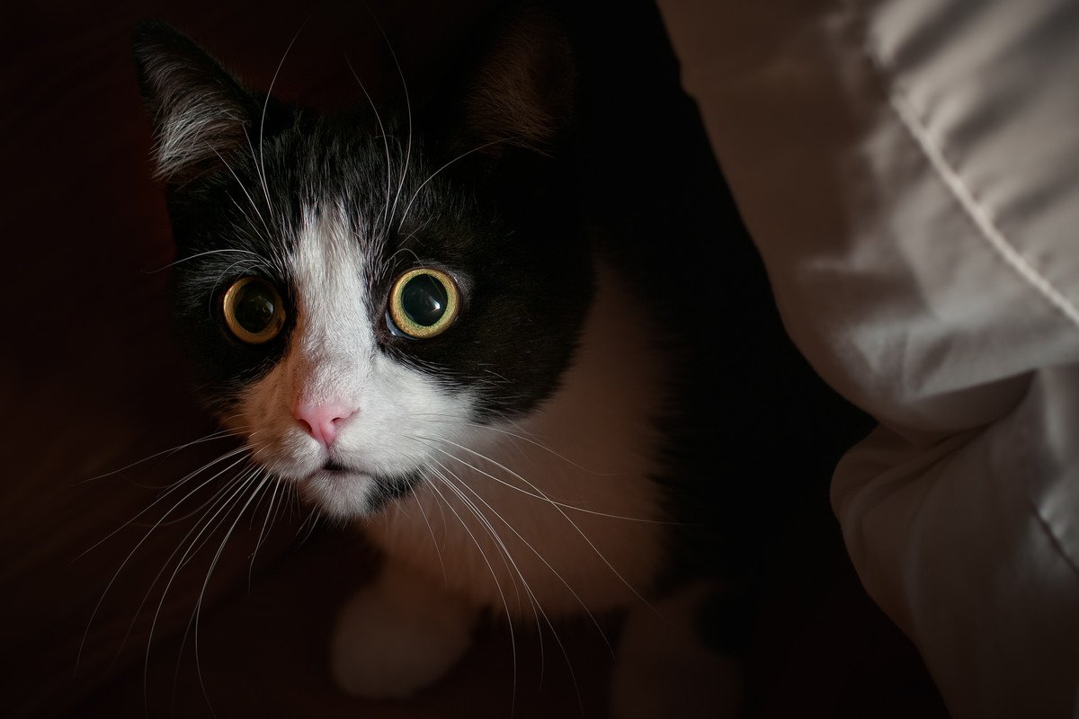猫も『台風・雷』を怖がったりする？猫が嫌がる理由と、やってあげたい対処法