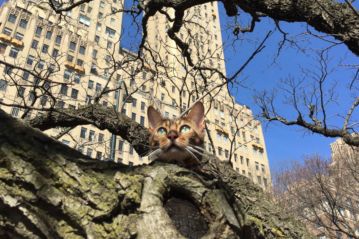 サラ・J・パーカーが「共演の子猫」を実生活でも家族に迎える