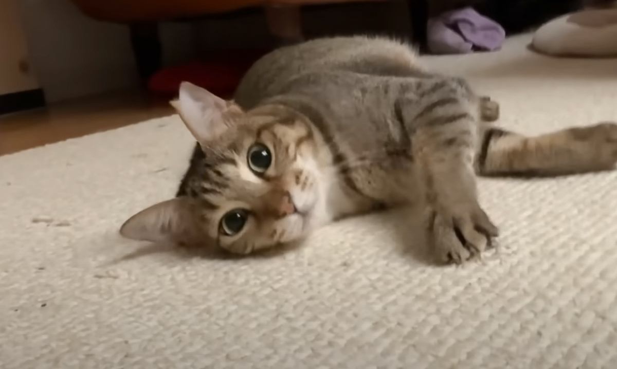 飼い主が起きるのをずっと待っていた猫→目を覚ました瞬間…『おはよう』の方法が可愛すぎると悶絶「主が羨ましい」「たまらなく可愛い！」