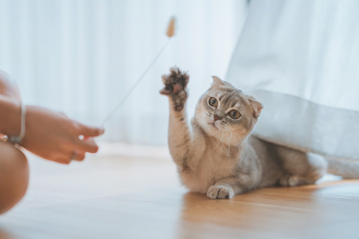 愛猫の『テンションが上がる』5つの要素　刺激が足りてないかも…と思ったら試したいもの・こと