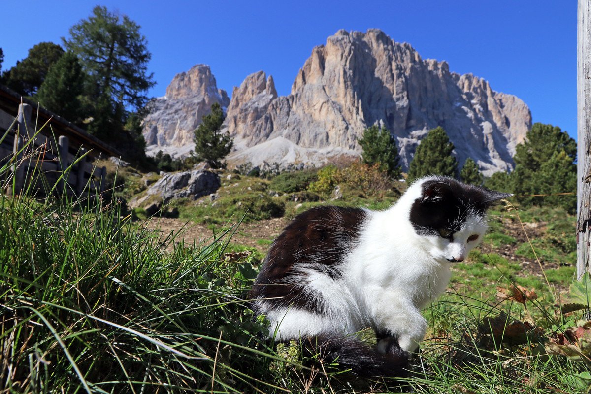 道に迷ったハイカーを救った、神秘の「山岳ガイド猫」　山の守護霊と称えられ　スイス