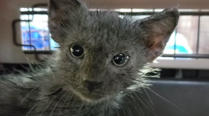 プールに住み着いた猫の親子…危険な住環境からレスキュー！