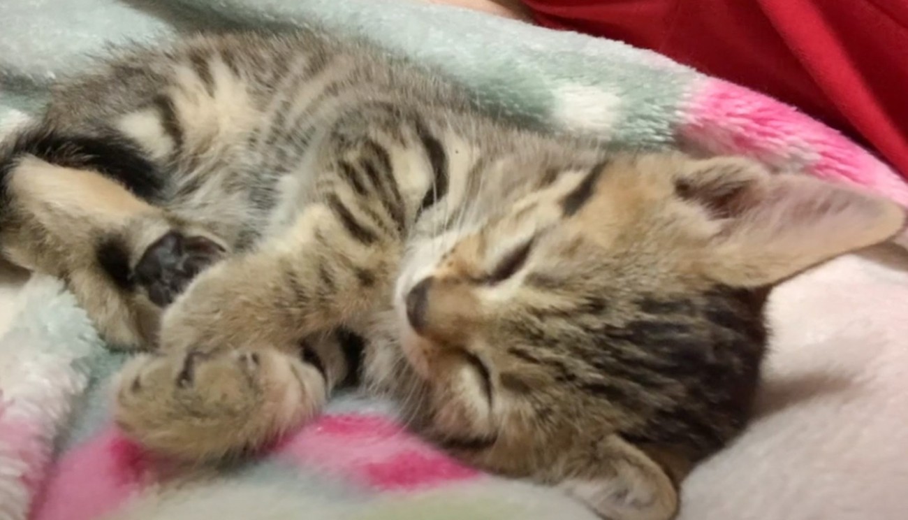 カラスに囲まれていた子猫を保護して2日目…飼い主さんのそばで見せた『あまりにも尊い光景』が48万再生「幸せだね」「本当にかわいい」