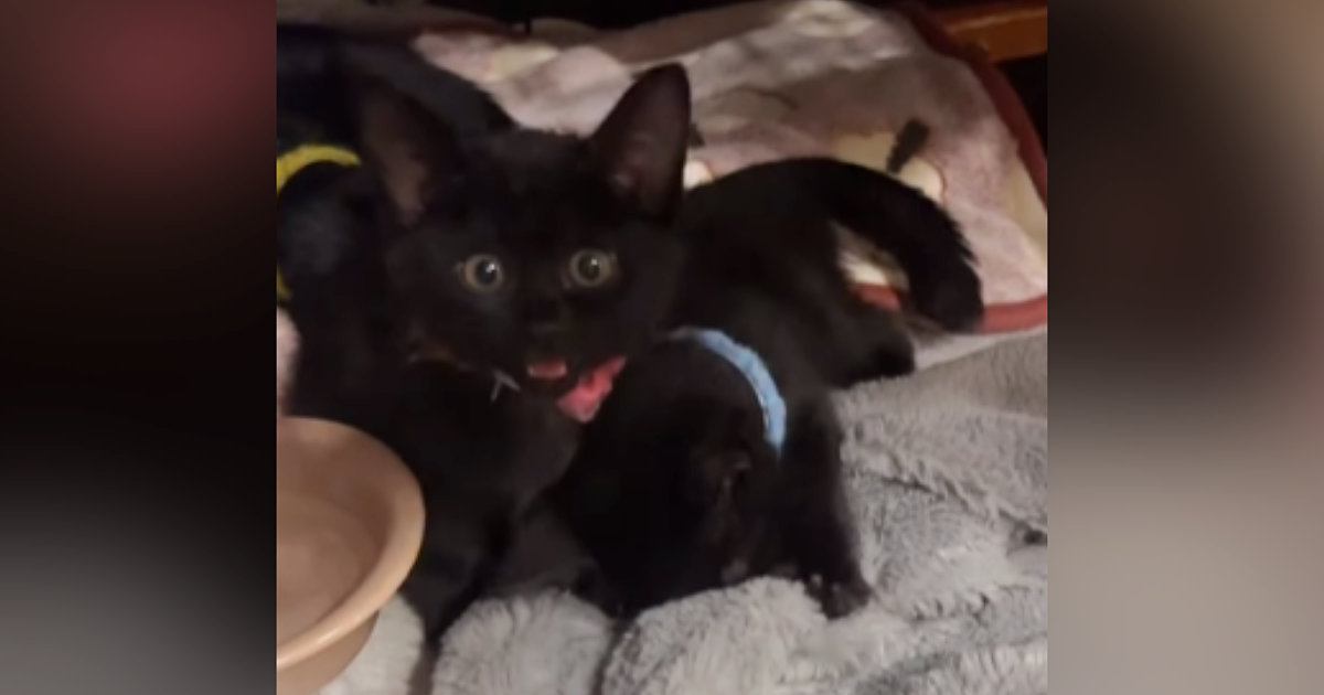 毛布をフミフミする子猫を撮っていたら…予想外の『可愛すぎる光景』が110万再生「気付いたら10分くらい経ってた」「たまらん」