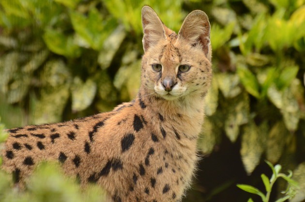 サーバルキャットの価格とは 日本で飼育する方法と注意点