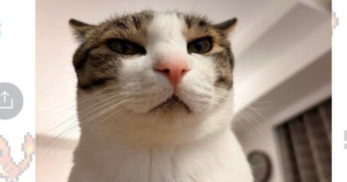 LINEに送られてきた『猫の姿』を見た結果…思わず吹き出した『予想外すぎる光景』が137万表示「真似したｗ」「爆笑」と絶賛