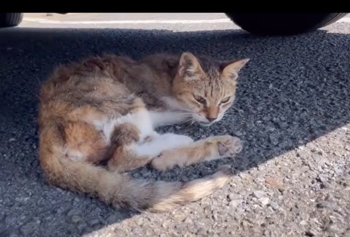 車の下にいた『弱りきって動けない猫』を保護したら…綺麗になった様子が感動的すぎると60万再生「奇跡が起きたね」「素敵な名前」の声