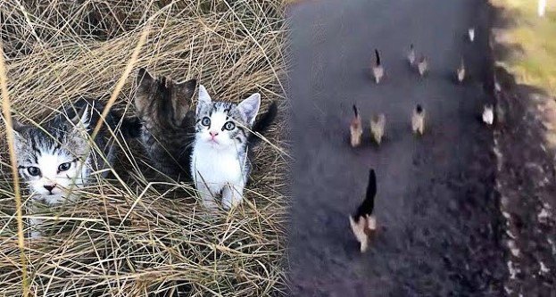 道路脇から次々と子猫が登場！保護主を追いかける姿に胸キュン♡