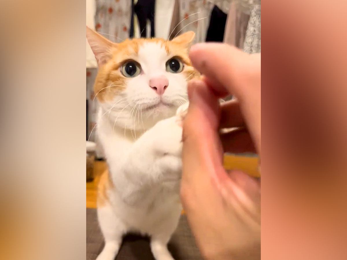 ごはんをあげようとしたら、愛猫が真顔で立ち上がり…圧が強すぎる『まさかの光景』が35万再生「えっぐい可愛い」「最初の鳴き声かわいすぎ」