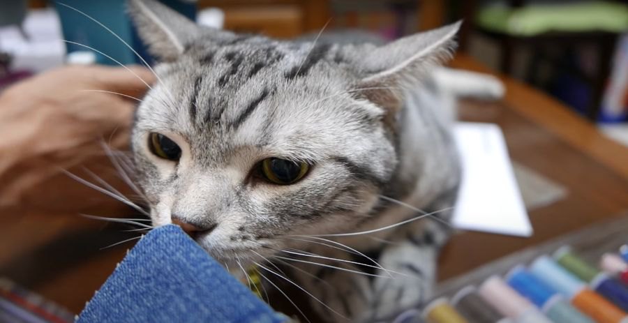 ミシンの音につい、イカ耳になっちゃう猫ちゃん！！