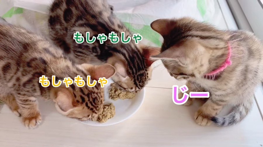 「ミルクがいい！」ちょっとわがままな子猫ちゃん