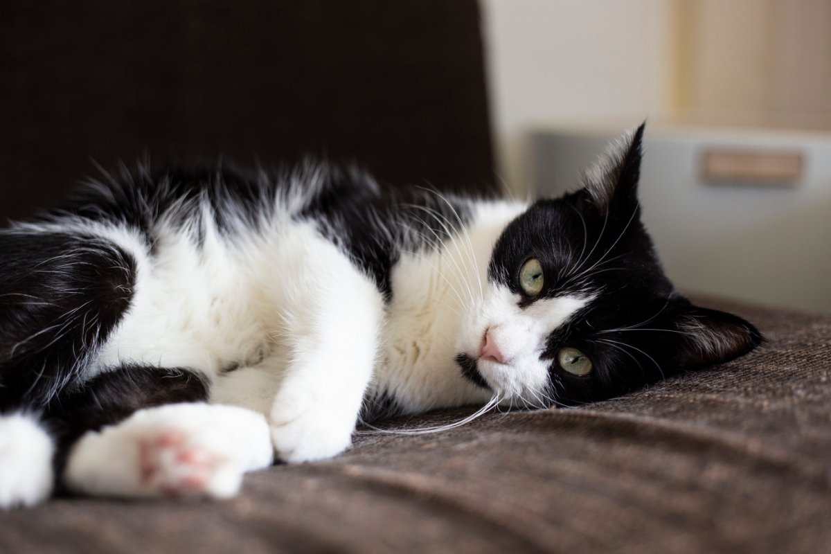 猫に『ストレス』を与えている主な5つの原因　心身への悪影響や負担を減らすためのポイント